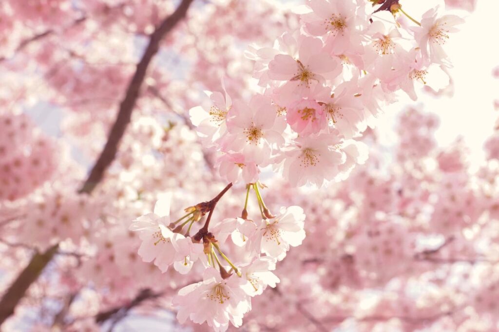 Captivating cherry blossoms in full bloom, creating a breathtaking springtime scene.