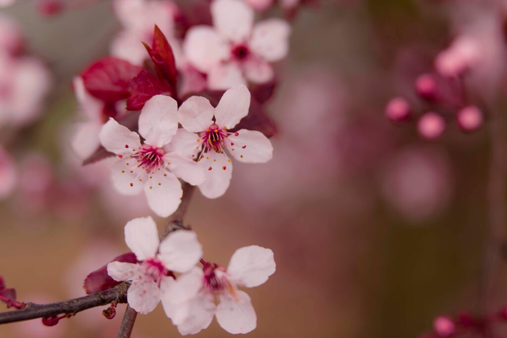 Close-up of delicate pink plum blossoms on a branch with blurred background.