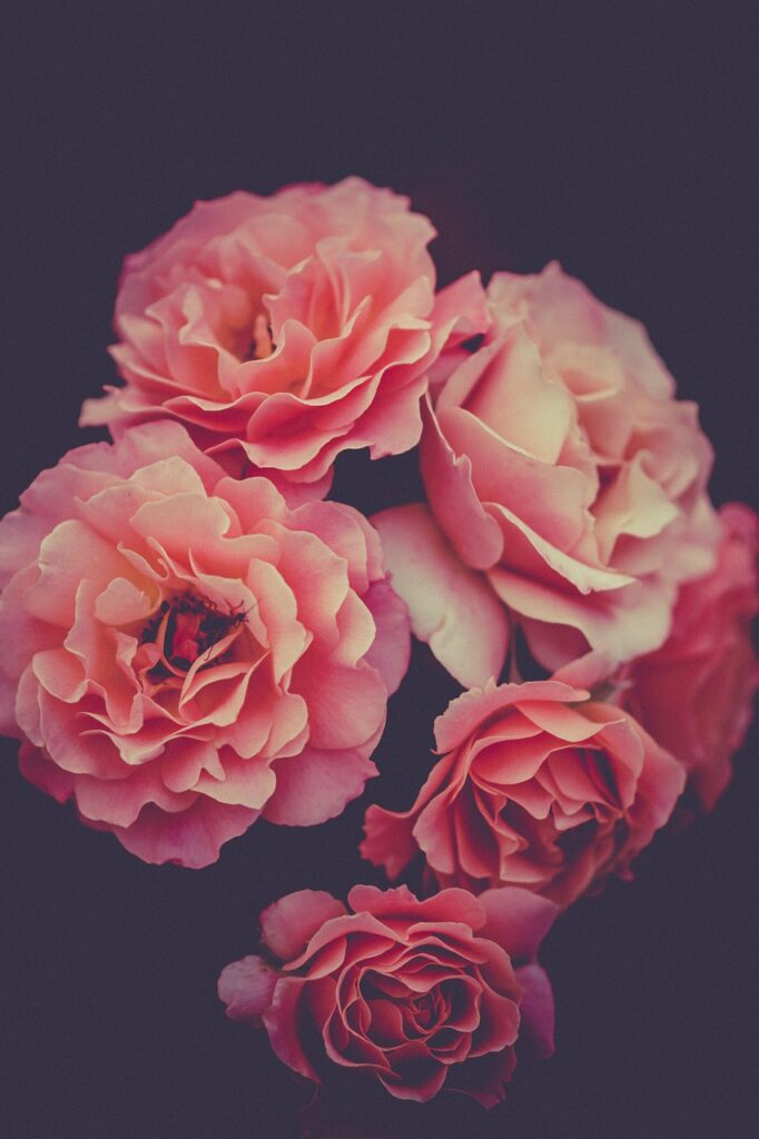 roses, pink, flower wallpaper, beautiful flowers, flowers, pink roses, pink flowers, petals, nature, pink petals, bloom, blossom, flora, flower background, plants, iphone wallpaper, rose wallpaper