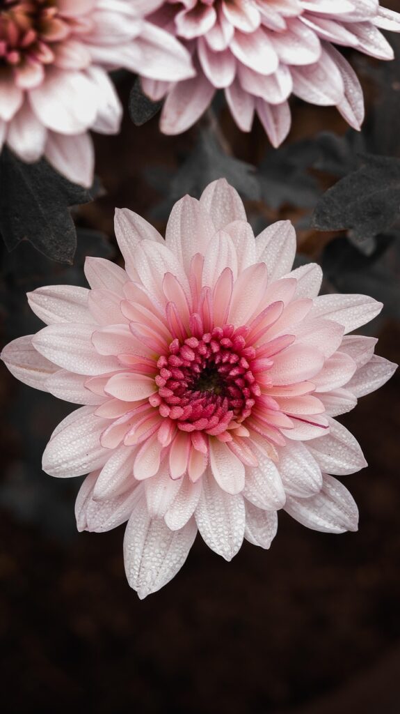 chrysanthemum, flower wallpaper, flower, beautiful wallpaper, plant, flower background, daisy, floral background, petals, bloom, beautiful flowers, blossom, pink flowers, nature, closeup, wildlife, floral, background, colorful