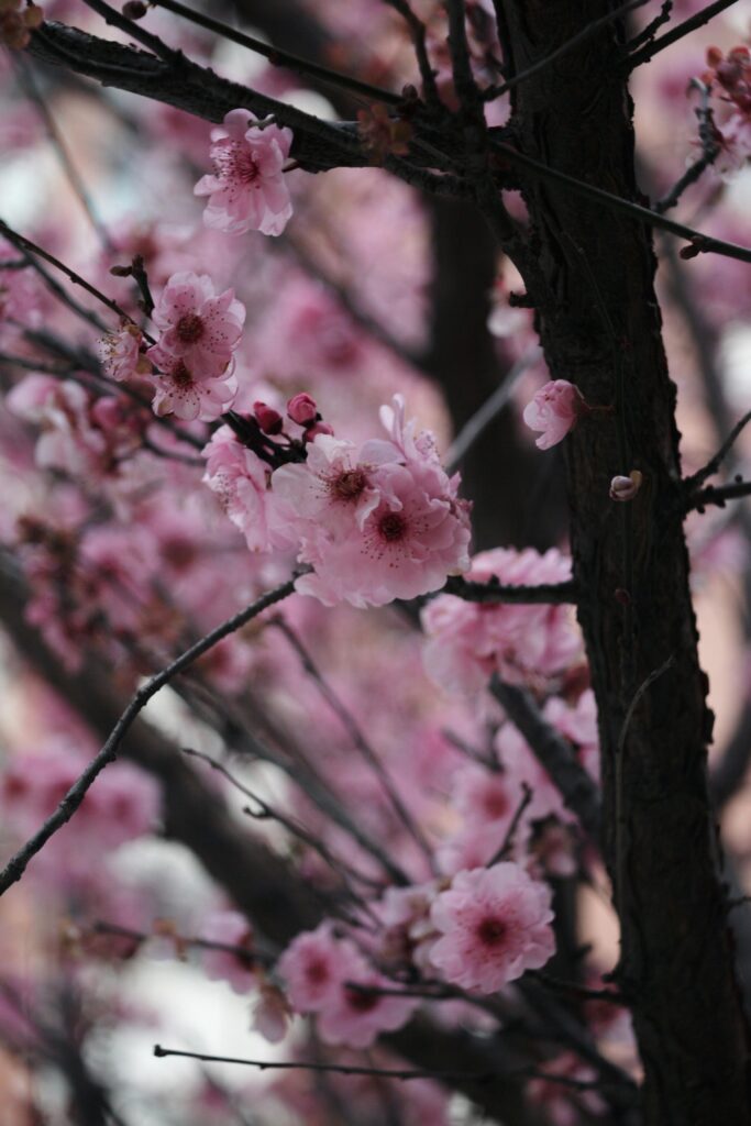 Vibrant cherry blossoms in full bloom capture the essence of spring outdoors.
