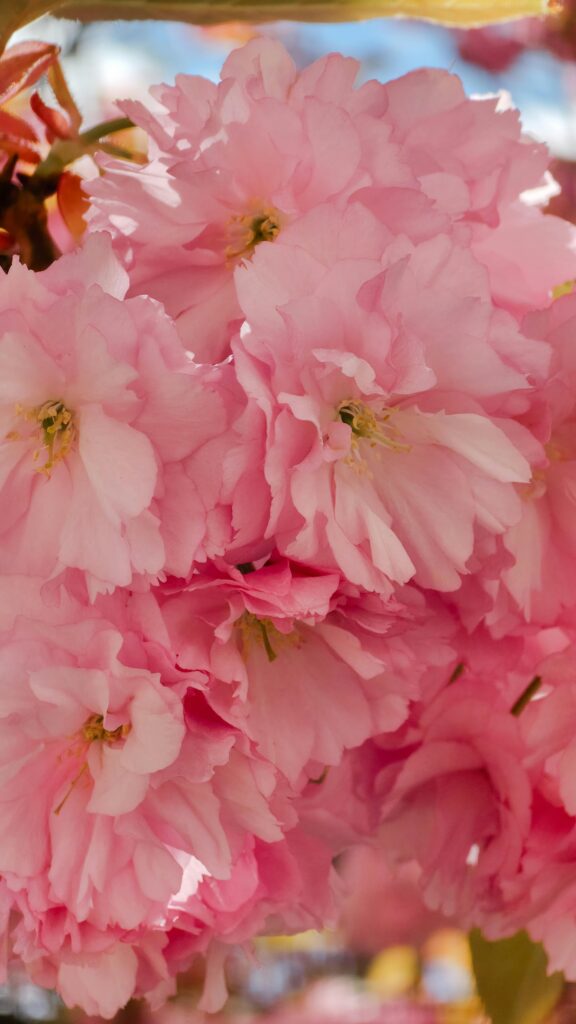 Delicate pink cherry blossoms in full bloom against a sunny backdrop, capturing the essence of spring.